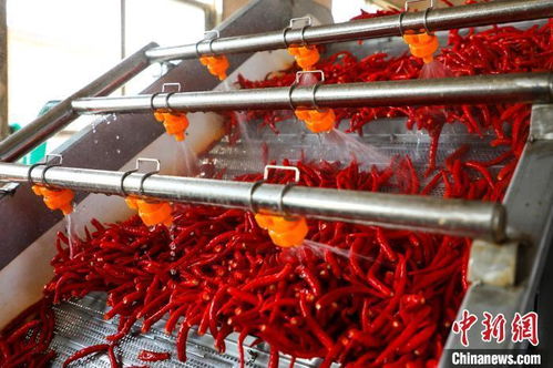 甘肃环县万亩辣椒映红振兴路 酱香生产线奏响富民曲